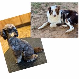 Aussiedoodle puppies from Poodles and Doodles Most Excellent Adventures