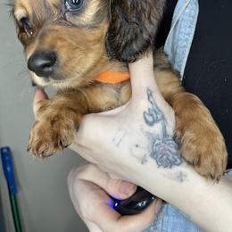 Dachshund Puppies from Monterey bay dachshund kennel