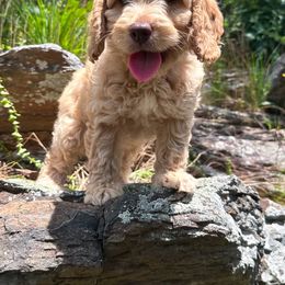 Australian Labradoodle Puppies from Mount Harmony Labradoodles