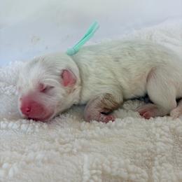 Macy - Teal - White female Great Pyrenees puppy in San Marcos, California from Faith Family Freedom Farm