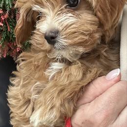 Red Bow girl - female Cavapoochon puppy in Clementon, New Jersey from PitterPatterPuppiesNJ