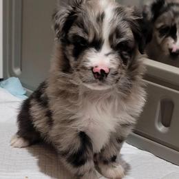 River - Blue merle male Australian Shepherd puppy in Lubbock, Texas from Barn Raised Aussies
