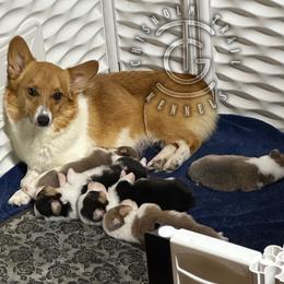 Lacey - Red female Pembroke Welsh Corgi puppy in Hico, Texas from Chisholm Trail Kennels
