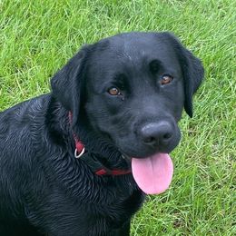 Labrador Retrievers from Barefoot Family Labs