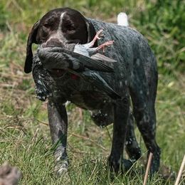 German Shorthaired Pointers from Agape Kennels