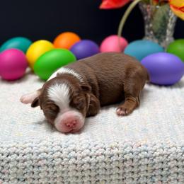 Nash - Red tri male Miniature Australian Shepherd puppy in Covington, Pennsylvania from Rigas Mini Aussies LLC