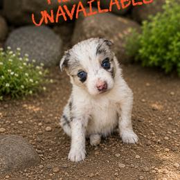 Meatlug - Blue merle female Border Collie puppy in Sanger, California from Flying M Cactus Ranch Buddies