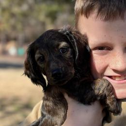 Gabby - Brindle female Dachshund puppy in Mc Alester, Oklahoma from A Anchor Farm