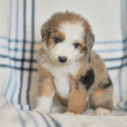 Switch - Blue merle female Aussiedoodle puppy in Delta, Colorado from PTK Ranch