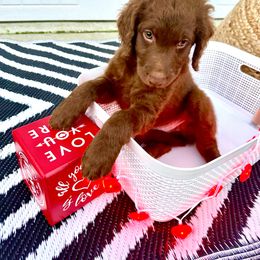 Goldendoodle Puppies from Sweetgrass Goldendoodles of Moncks Corner