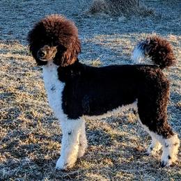 Benzie - Poodle