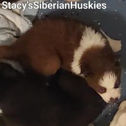 Pepper - Red and white female Siberian Husky puppy in Savannah, Georgia from Stacy's Siberian Huskies