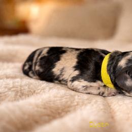 Dustin - Blue merle male Bernedoodle puppy in Bennett, Colorado from Darling Paws Bernedoodles, LLC