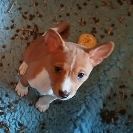 Cobb - Red and white male Basenji puppy in Portland, Oregon from Khani's Basenjis and Italian Greyhounds