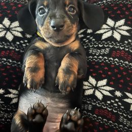 Dachshund Puppies from Phillian Family Mini Dachshunds