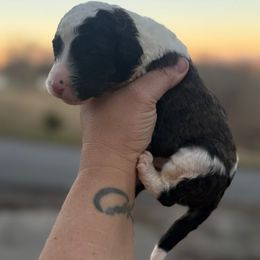 Olive - Grizzle and white female Sheepadoodle puppy in Greeneville, Tennessee from Smokey Mountain Sheepadoodles