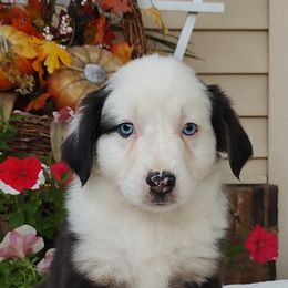 Layla - Black tri female Miniature American Shepherd puppy in Atwood, Illinois from Buck-Run Puppies