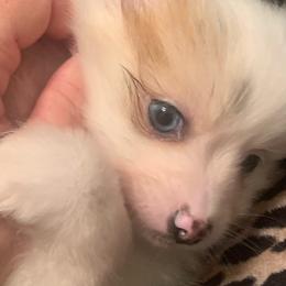 Girl 1 - White female Pomeranian puppy in Gotha, Florida from Jazzi’s Poms