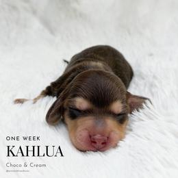 Kahlua - Chocolate and cream female Dachshund puppy in Redding, California from Jean & Mae Doxies