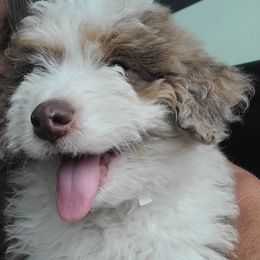 Aussiedoodle Puppies from Southern Charm Farms