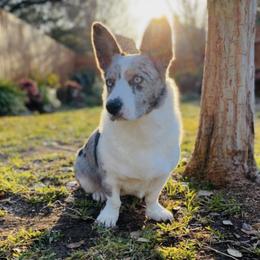 Cardigan Welsh Corgis from Barbara's Corgis