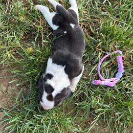 Uno (was 1st born) - Black white and tan female Beagle puppy in Sacramento, California from Alton Beagles