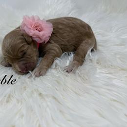 Fumble - Red  female Goldendoodle puppy in La Grange, Georgia from Heartfelt GoldenDoodles