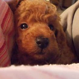 Poodle Puppies from Lowry Toy Poodles