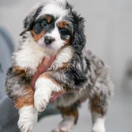Gazelle - Merle female Bernedoodle puppy in Dundee, Ohio from Down Home Doodle