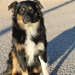 Aussiedoodle and Australian Shepherd All Grown Up from Zia Desert Aussies