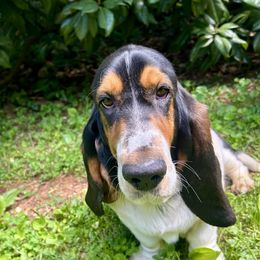 Karlie - Basset Hound