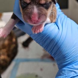 Female 3 - Red female Pembroke Welsh Corgi puppy in Washington from Castle View Royal Rumps