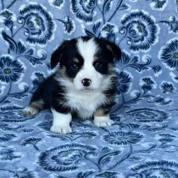 Buck - Black and tan male Pembroke Welsh Corgi puppy in Washington, Arkansas from Foxy Knoll Farm