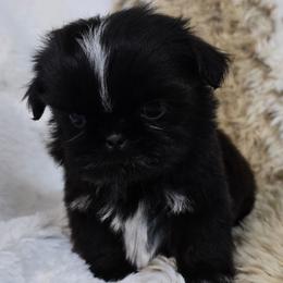 Boy 2 - Black male Shih Tzu puppy in Enid, Oklahoma from Precious Heirloom Shih Tzus