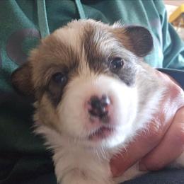 Jack - Red male Pembroke Welsh Corgi puppy in Walnut, Iowa from Michelle's House of Corgi's