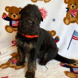 Crush - Black and red male German Shepherd puppy in Coplay, Pennsylvania from By My Side Germans Shepherds & Dobermans
