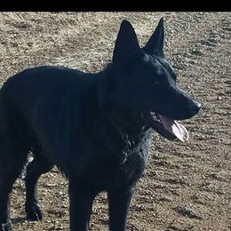 Bruin - German Shepherd