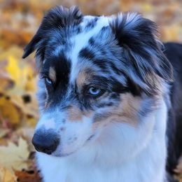 Soleil - Australian Shepherd