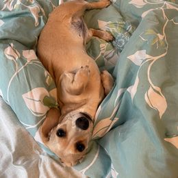 Harley - Dachshund