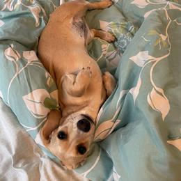 Harley - Dachshund