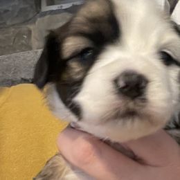 Girl 3 - Havanese puppy in Osceola, Indiana from LUV my HAVAMALT