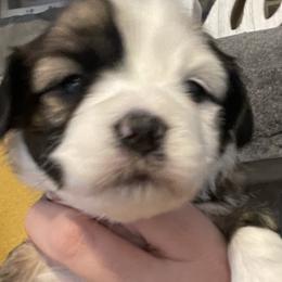 Girl 3 - Havanese puppy in Osceola, Indiana from LUV my HAVAMALT