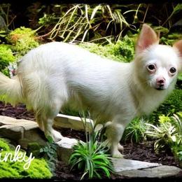 Pinky - Chihuahua