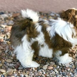 Shih Tzu Puppies from Willow Lane Shih Tzus