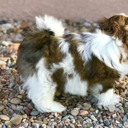 Shih Tzu Puppies from Willow Lane Shih Tzus