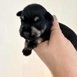 Orange Boy - Black and silver male Miniature Schnauzer puppy in Floyd, Virginia from Little River Puppies