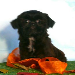 Baby - Black gold and silver female Shih Tzu puppy in Wild Rose, Wisconsin from Sorenson's Shih-tzus