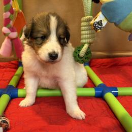 Tim - White male Collie puppy in Carencro, Louisiana from Cajun Bayou's Collies LLC