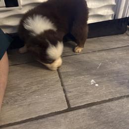 Green collar - Red tri-color male Australian Shepherd puppy in Defuniak Springs, Florida from Blue Cypress Stock dogs
