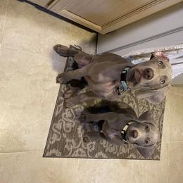 Weimaraner Puppies from Silver Spoon Weimaraners